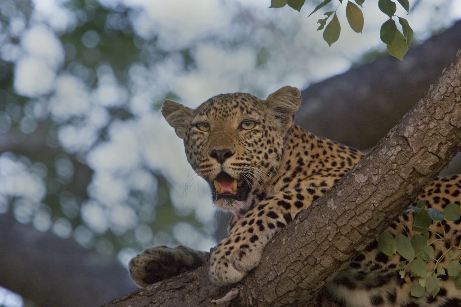 Game Drives