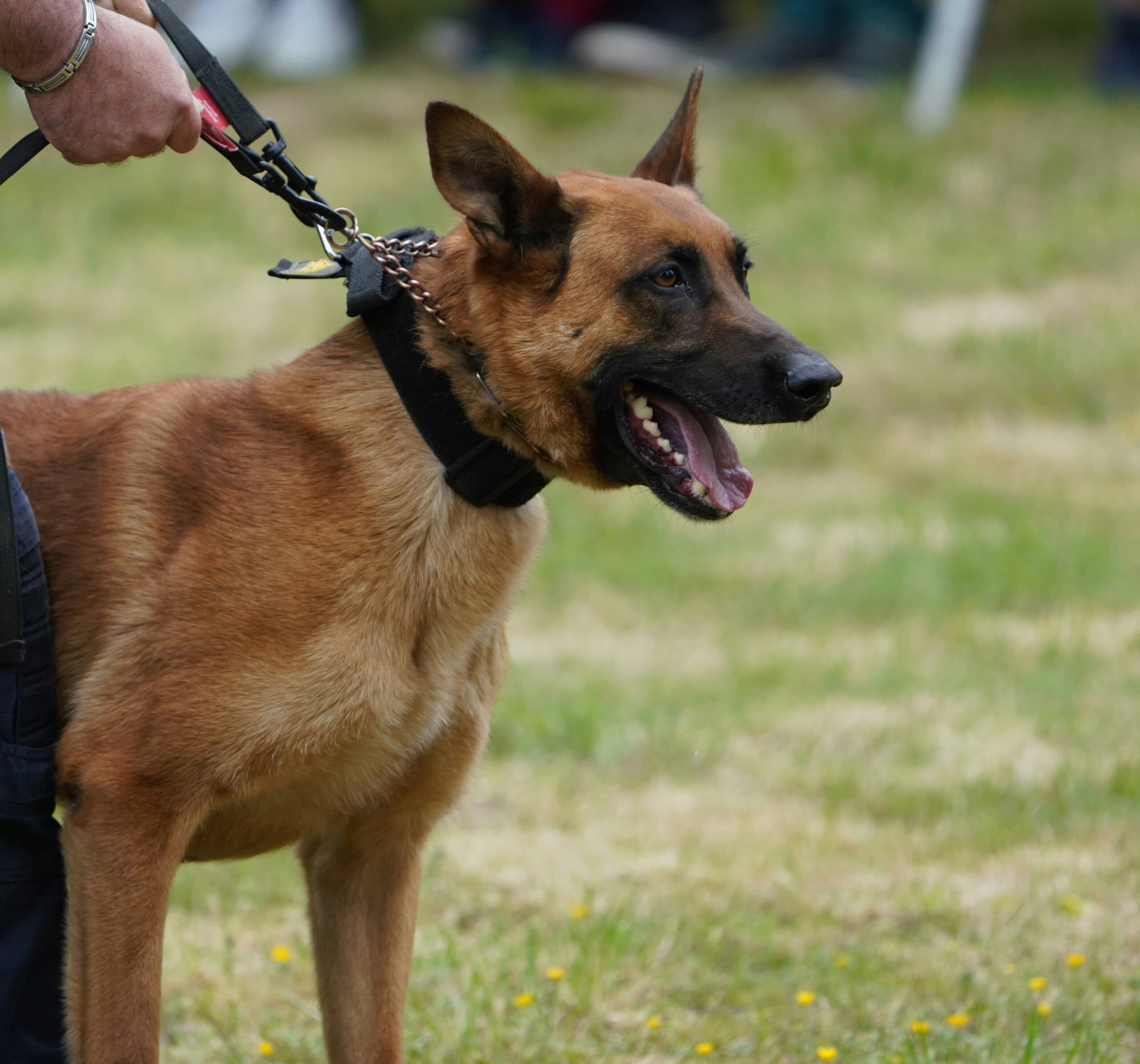 K9 Unit Training