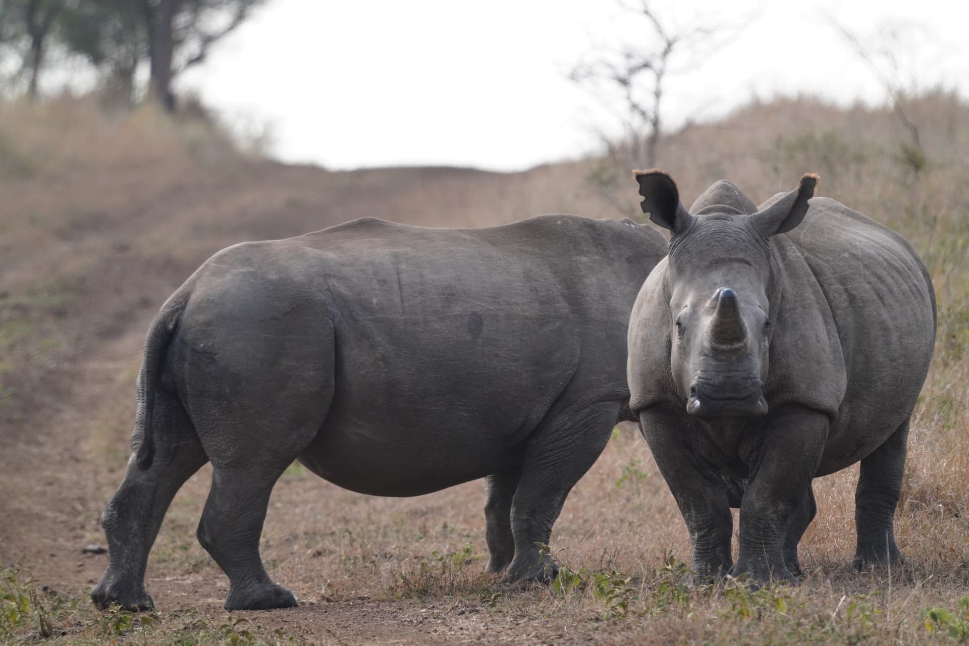 Rhino Orphanage gallery image 4