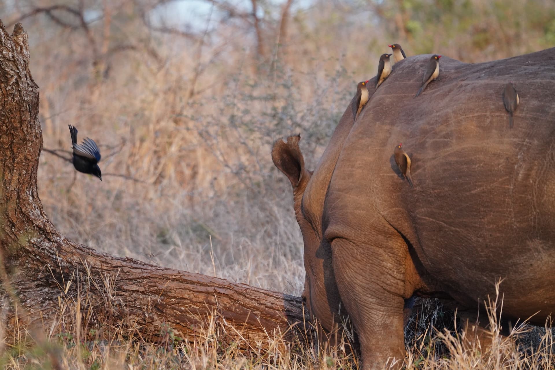 Rhino Orphanage gallery image 3
