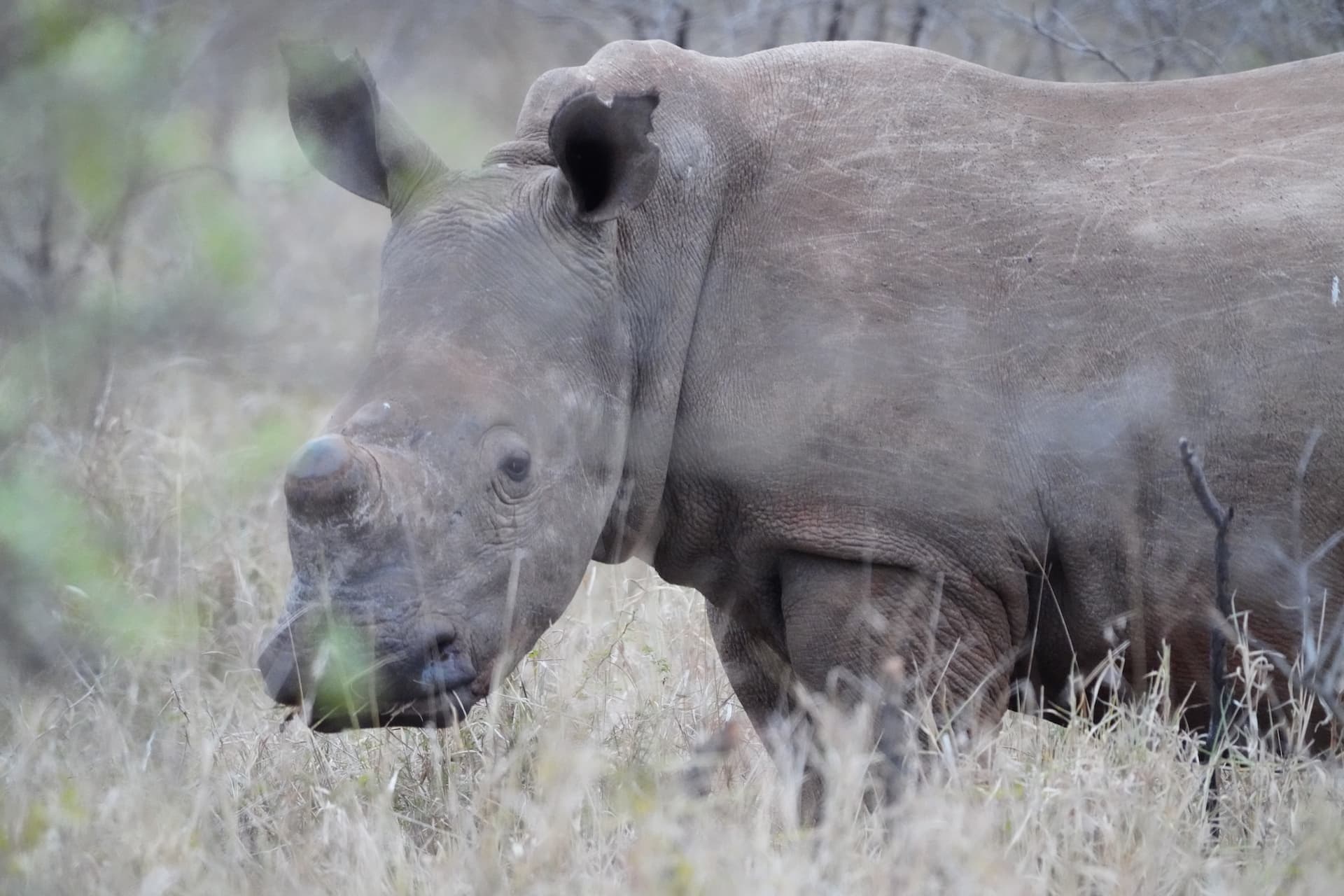 Rhino Orphanage gallery image 2