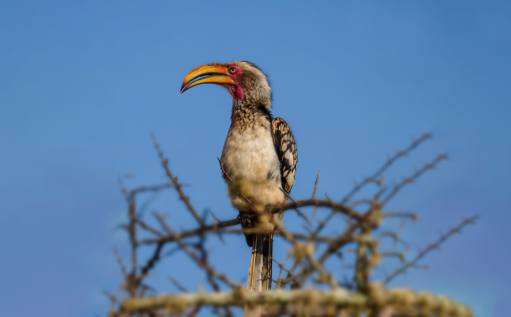 Experiences That Define Your Safari