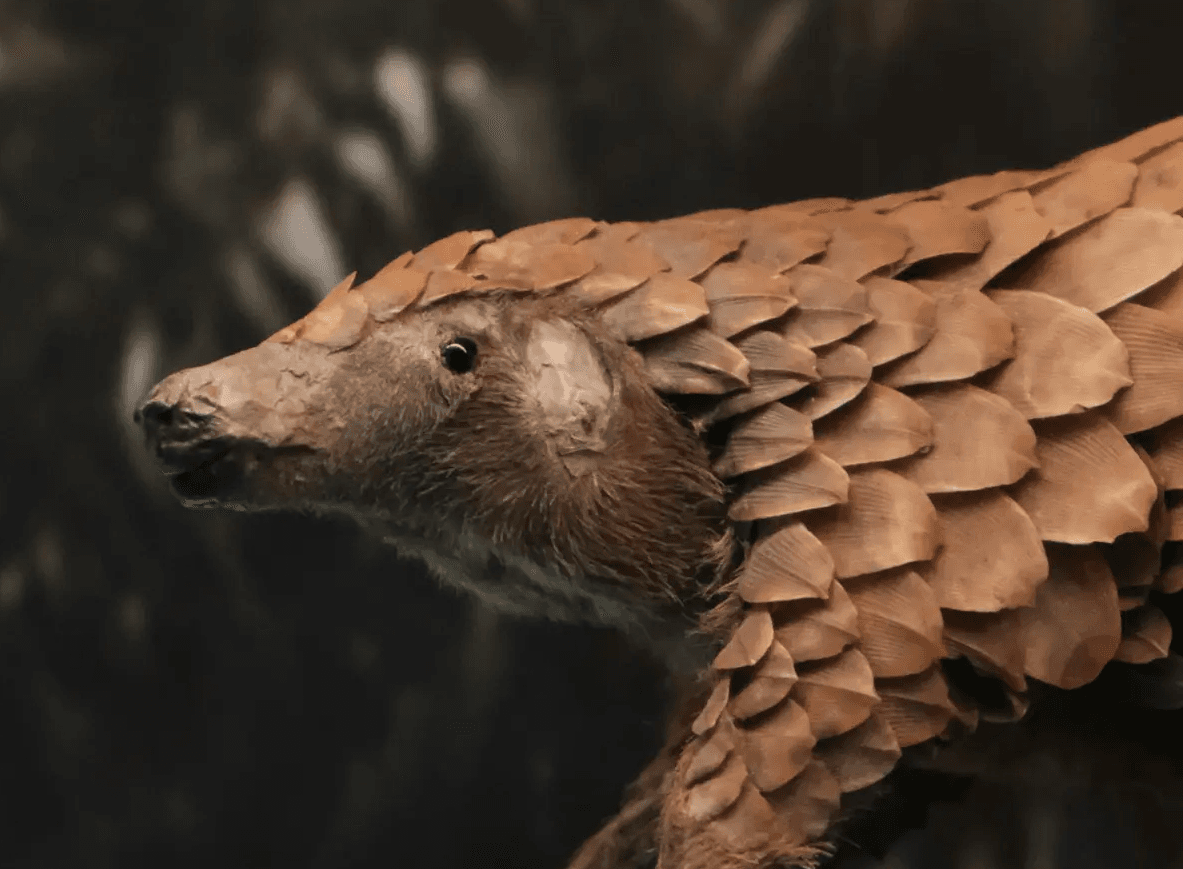 Pangolin Experiences