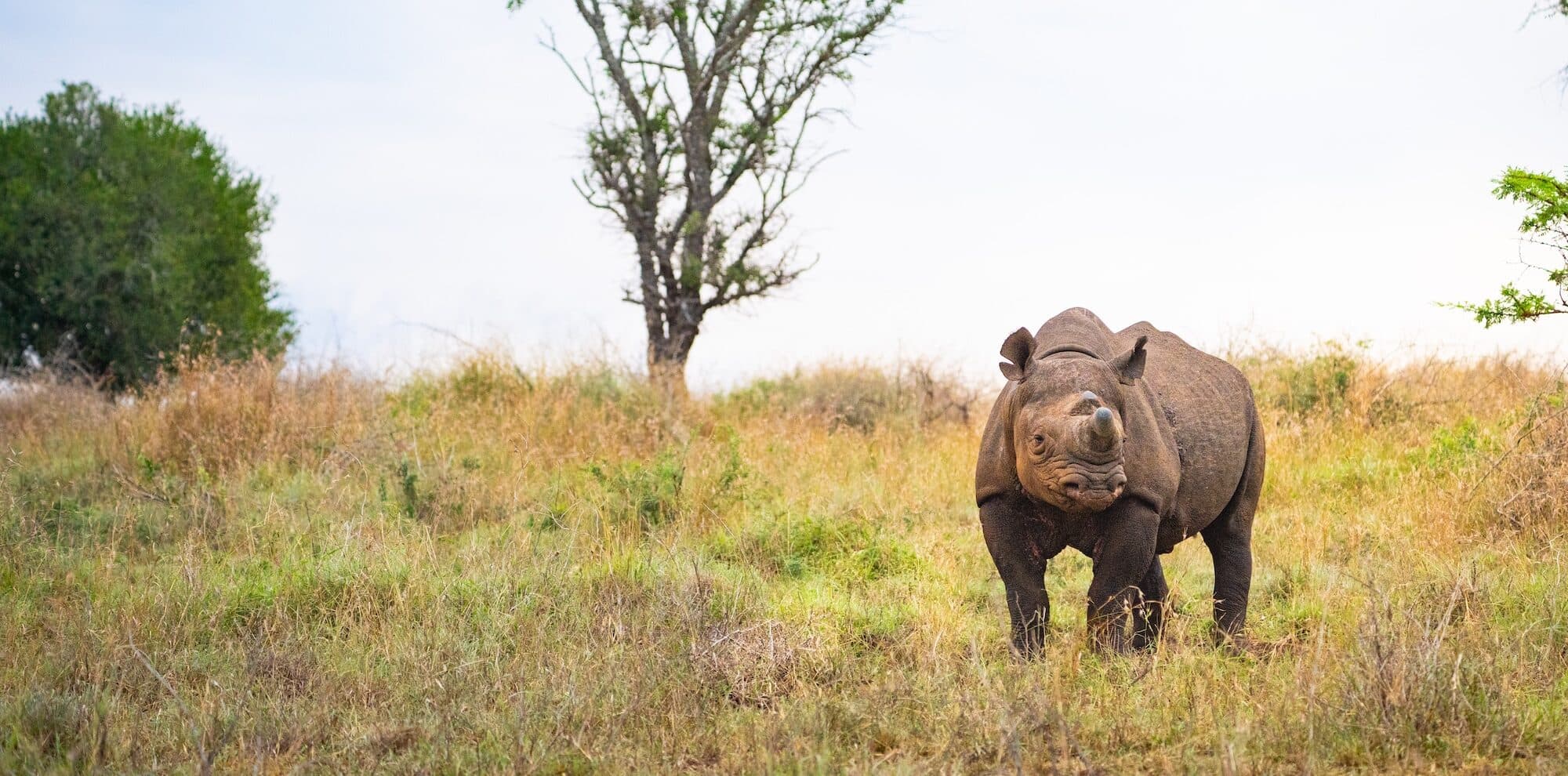 Experiences That Define Your Safari