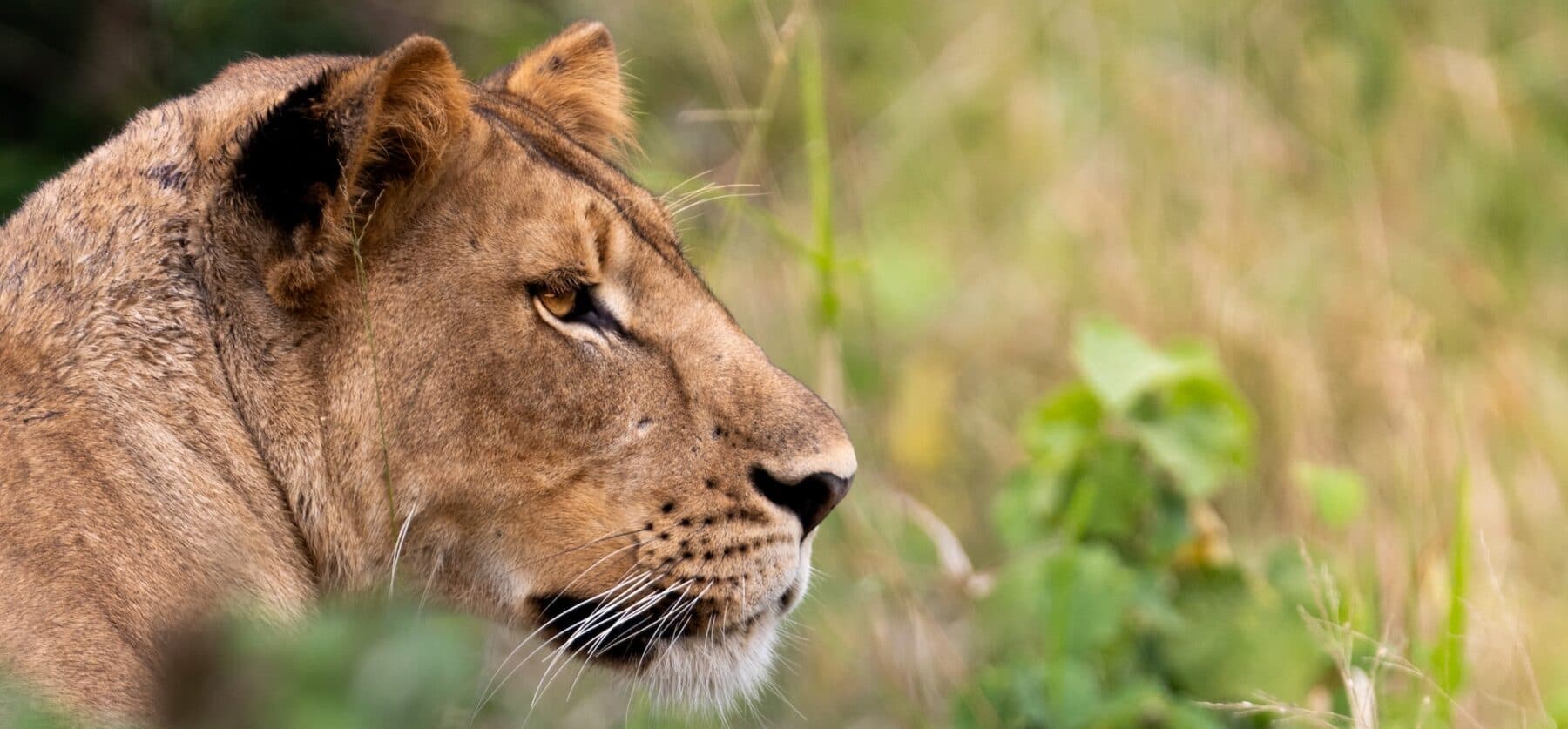 Manyoni Private Game Reserve